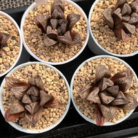 3'' Haworthia Inca Rose, Rare Live Succulent Plants