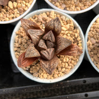 3'' Haworthia Inca Rose, Rare Live Succulent Plants