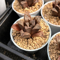 3'' Haworthia Inca Rose, Rare Live Succulent Plants