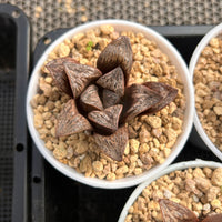 3'' Haworthia Inca Rose, Rare Live Succulent Plants