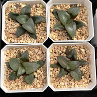 3'' Haworthia Correcta Tenmangu Shrine, Rare Live Succulent Plants