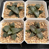 3'' Haworthia Correcta Tenmangu Shrine, Rare Live Succulent Plants