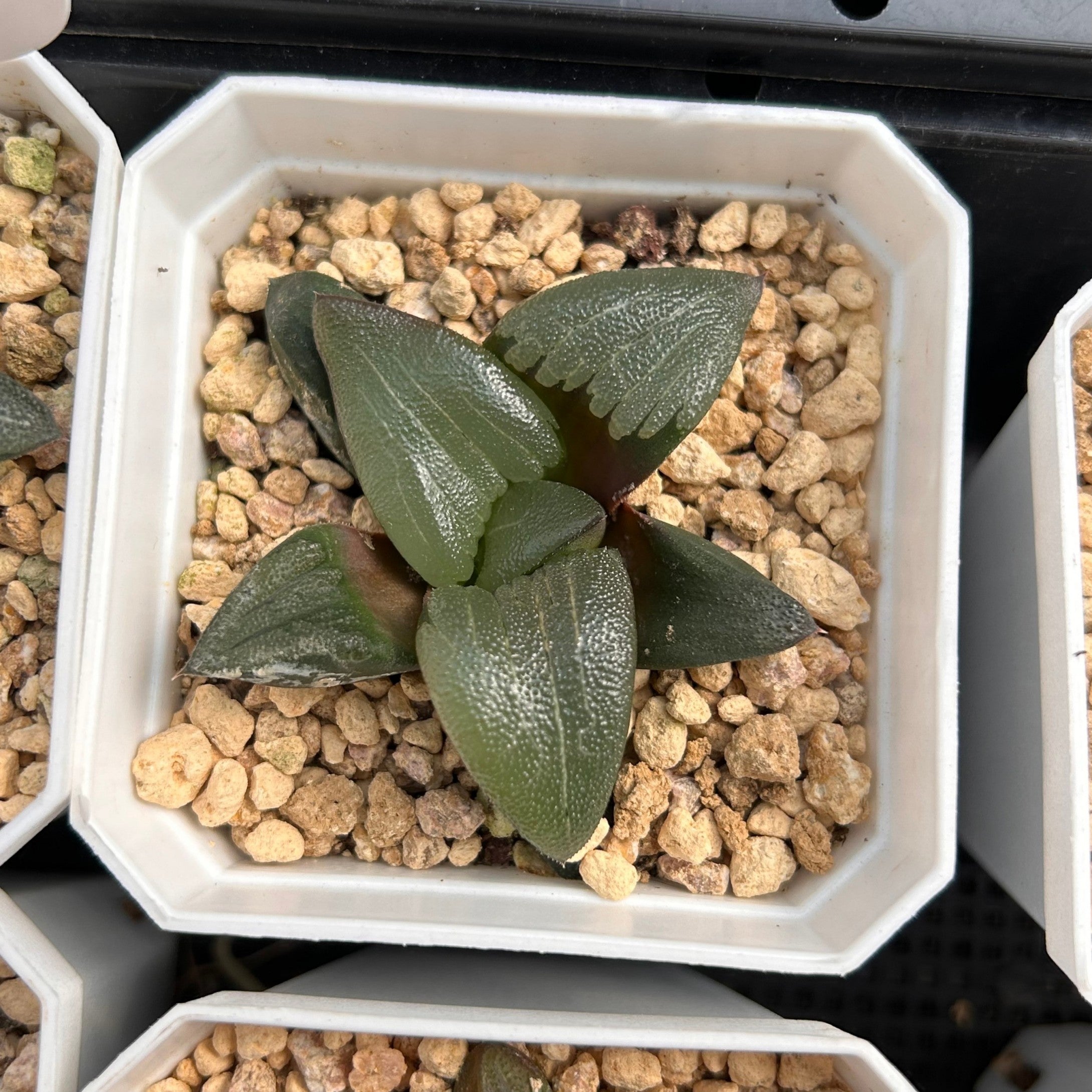 3'' Haworthia Correcta Tenmangu Shrine, Rare Live Succulent Plants
