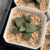 3'' Haworthia Correcta Tenmangu Shrine, Rare Live Succulent Plants