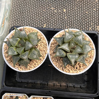 4'' Haworthia Shuten Doji, Rare Live Succulent Plants