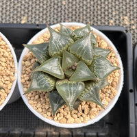 4'' Haworthia Shuten Doji, Rare Live Succulent Plants
