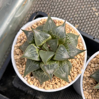 4'' Haworthia Shuten Doji, Rare Live Succulent Plants