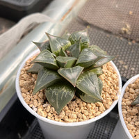 4'' Haworthia Shuten Doji, Rare Live Succulent Plants