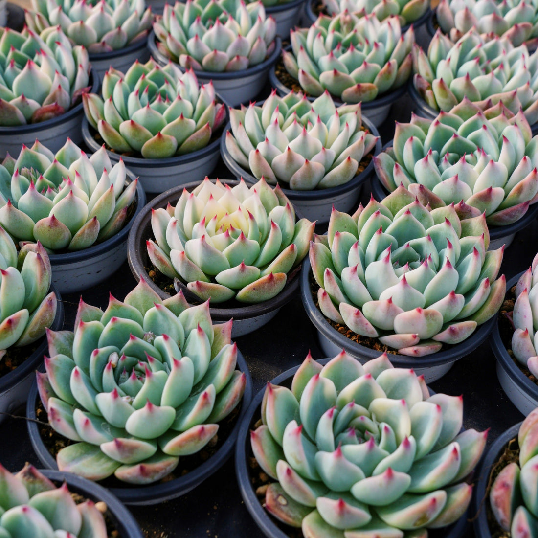 4'' Echeveria Chihuahuaensis Variegated, Rare Live Succulent Plants