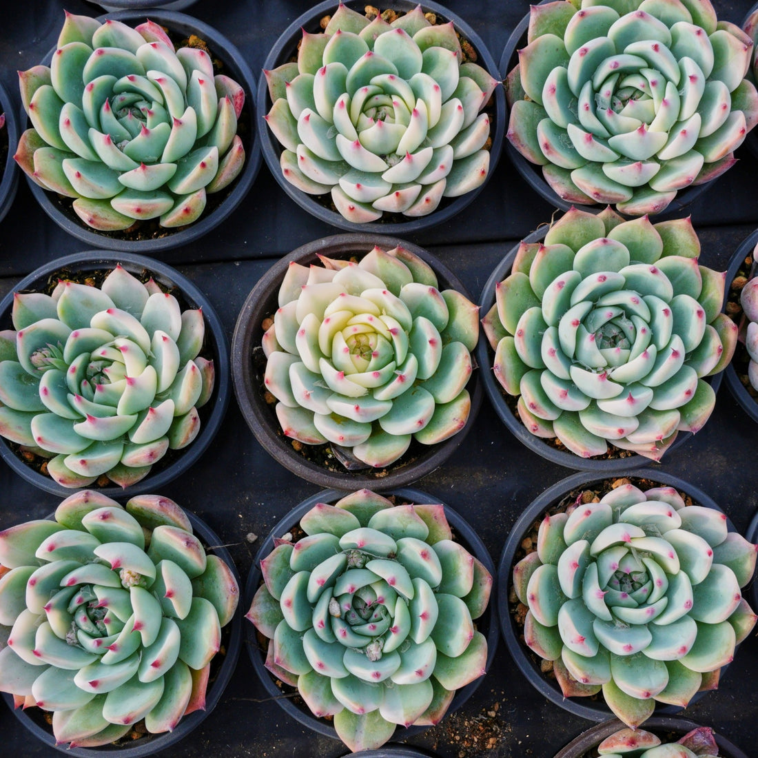 4'' Echeveria Chihuahuaensis Variegated, Rare Live Succulent Plants
