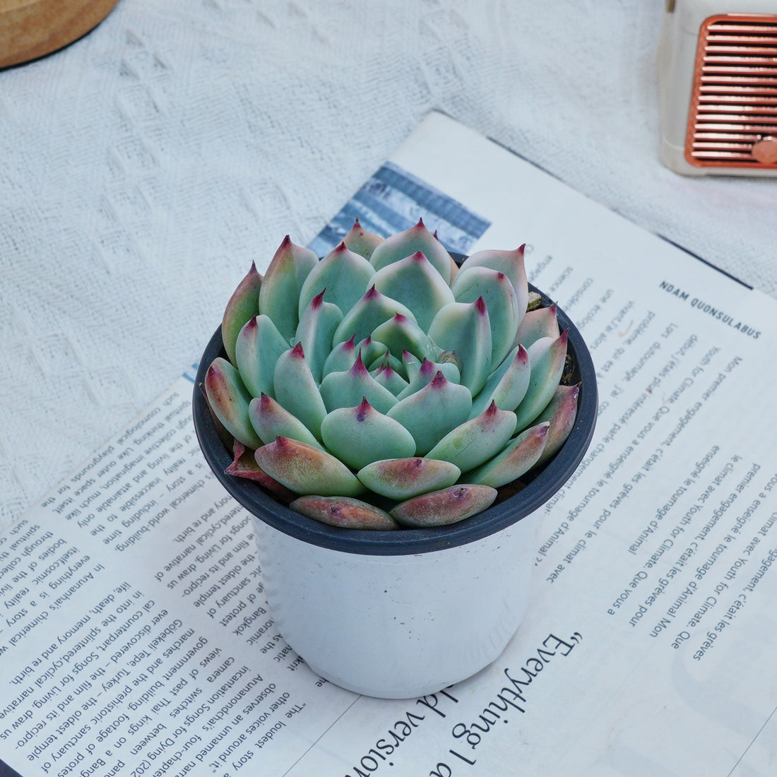 4'' Echeveria Chihuahuaensis Variegated, Rare Live Succulent Plants