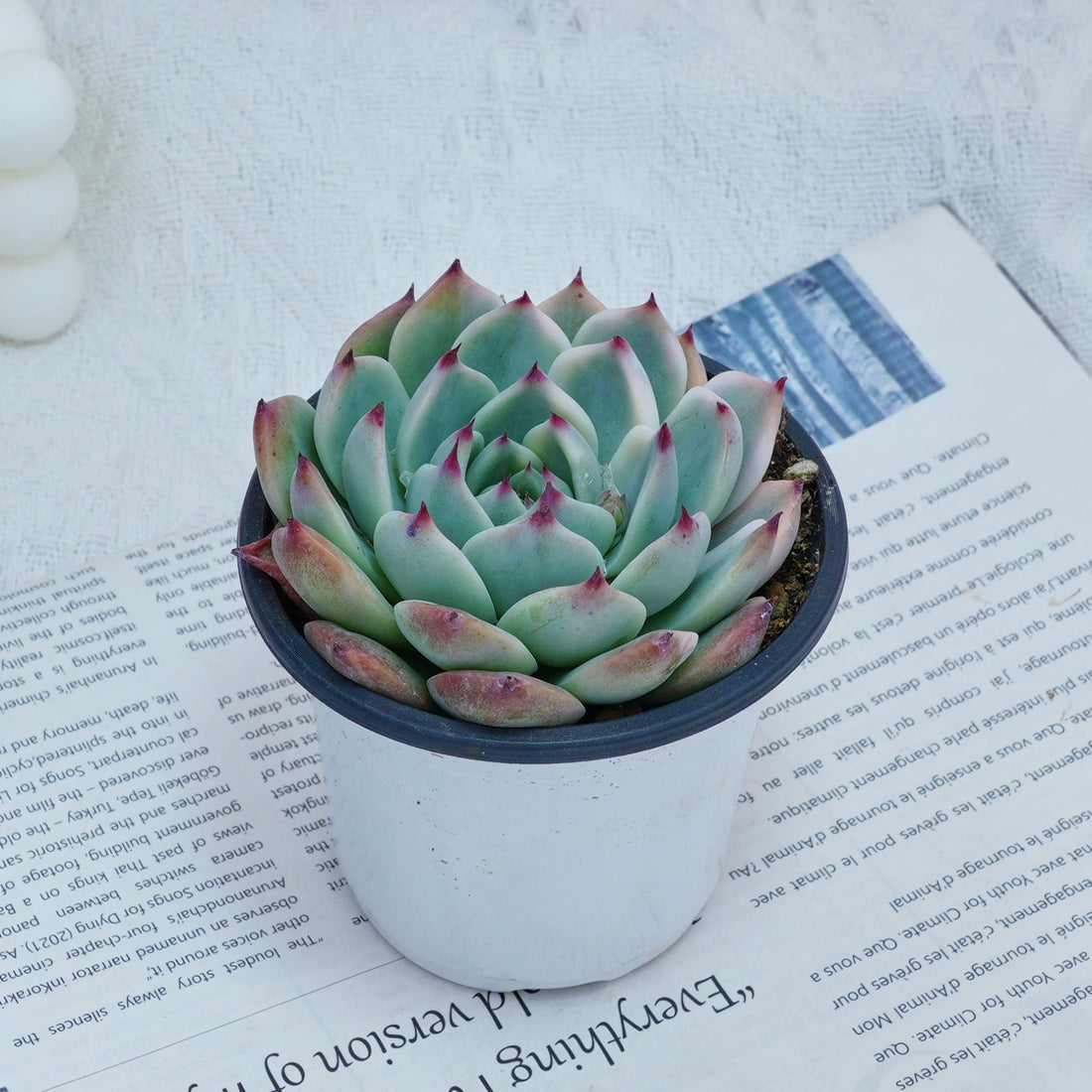 4'' Echeveria Chihuahuaensis Variegated, Rare Live Succulent Plants