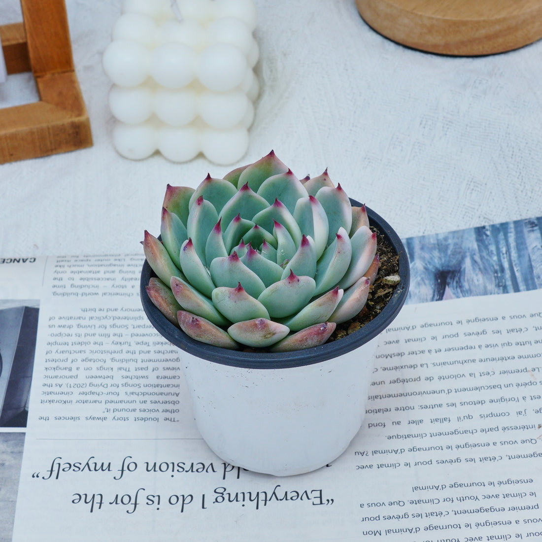 4'' Echeveria Chihuahuaensis Variegated, Rare Live Succulent Plants