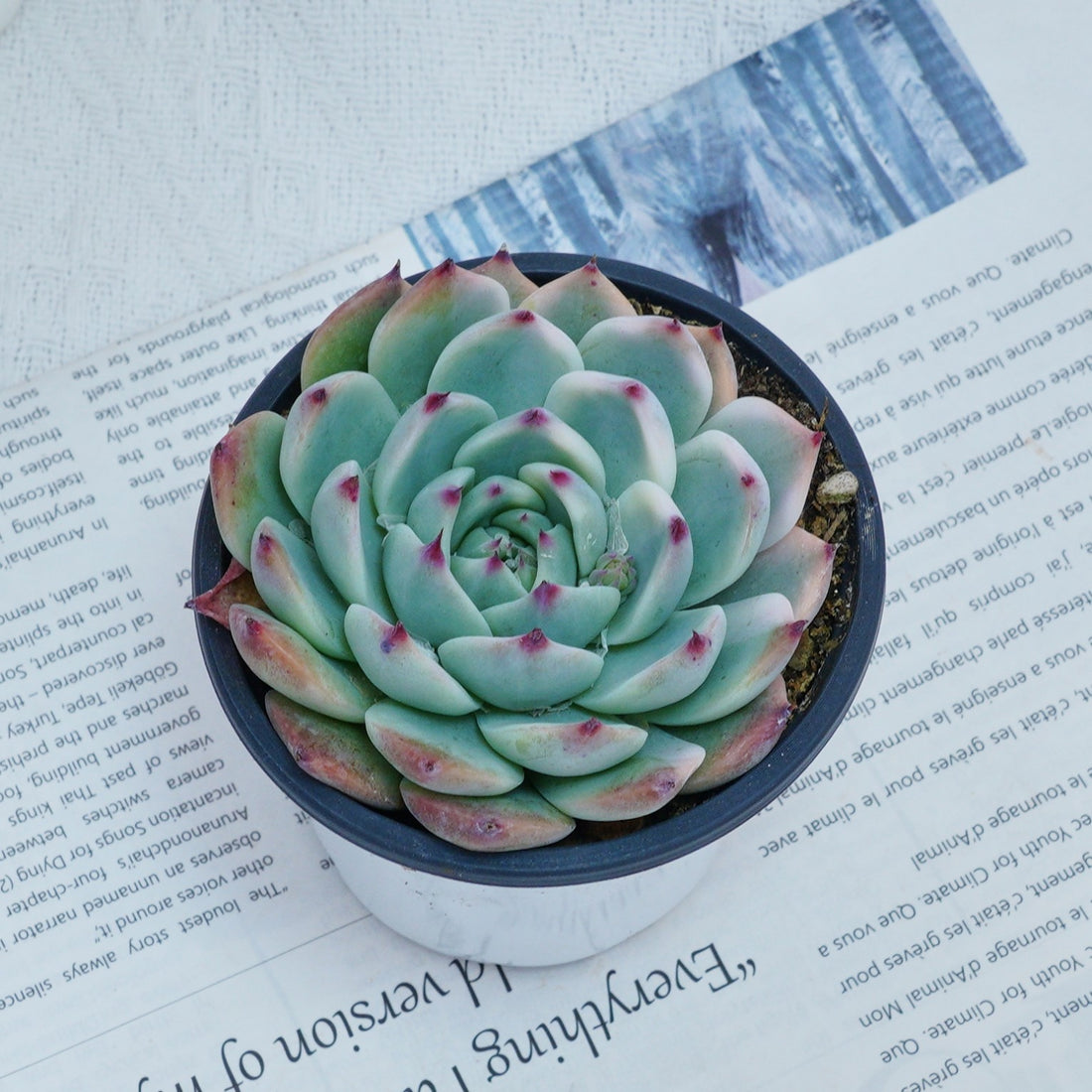 4'' Echeveria Chihuahuaensis Variegated, Rare Live Succulent Plants
