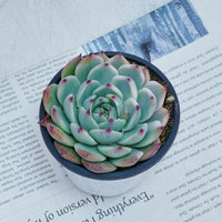 4'' Echeveria Chihuahuaensis Variegated, Rare Live Succulent Plants