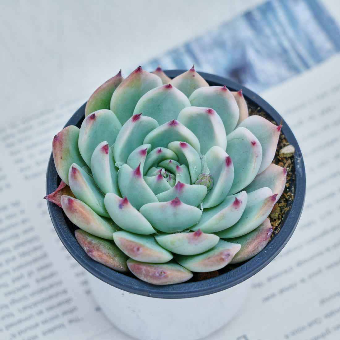 4'' Echeveria Chihuahuaensis Variegated, Rare Live Succulent Plants