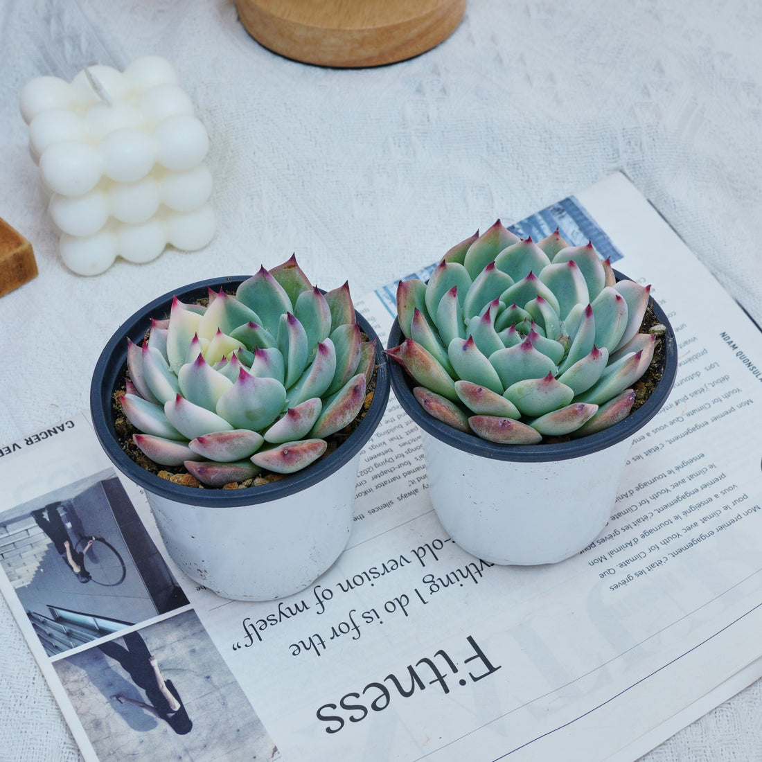 4'' Echeveria Chihuahuaensis Variegated, Rare Live Succulent Plants