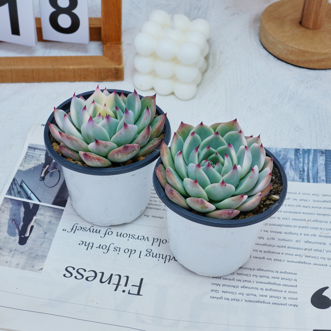 4'' Echeveria Chihuahuaensis Variegated, Rare Live Succulent Plants