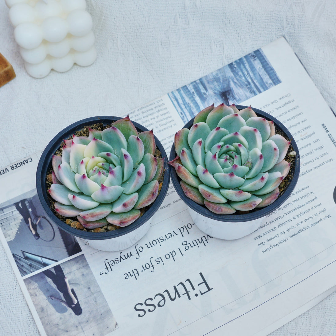 4'' Echeveria Chihuahuaensis Variegated, Rare Live Succulent Plants