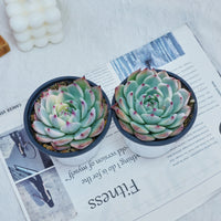 4'' Echeveria Chihuahuaensis Variegated, Rare Live Succulent Plants