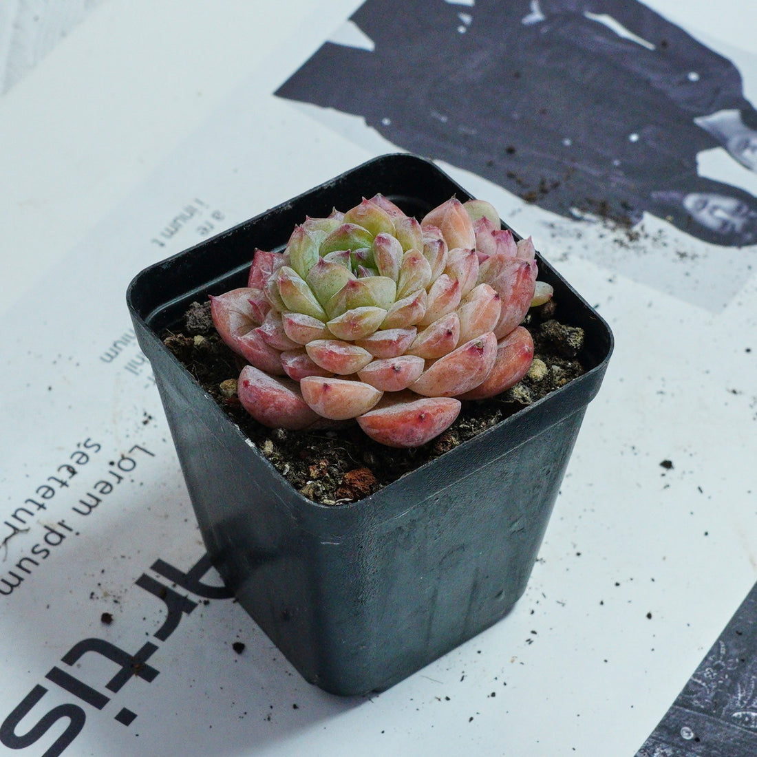 2.5'' Echeveria Apparition, Rare Live Succulent Plants