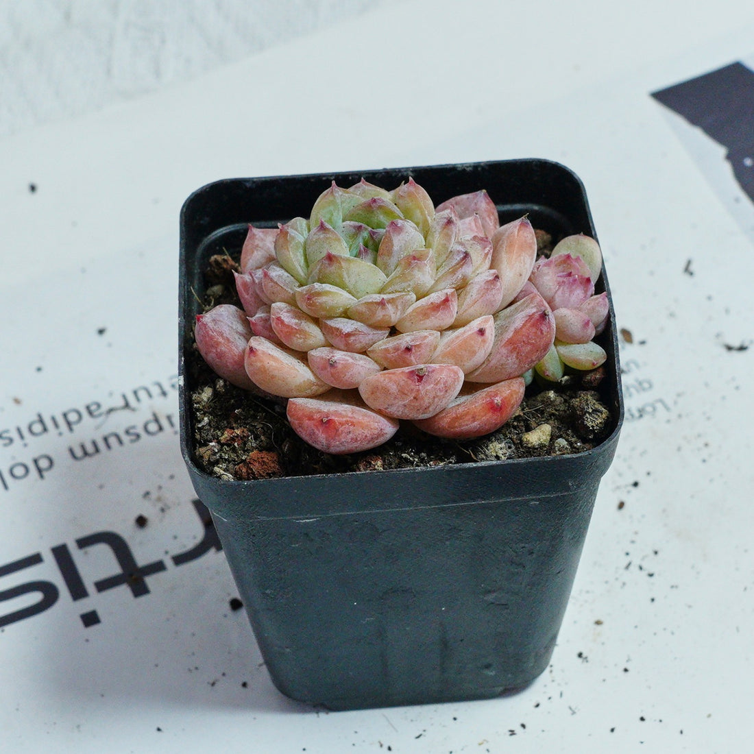 2.5'' Echeveria Apparition, Rare Live Succulent Plants