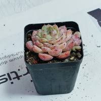 2.5'' Echeveria Apparition, Rare Live Succulent Plants