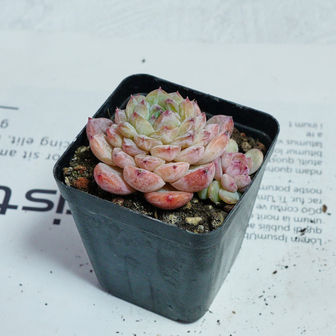 2.5'' Echeveria Apparition, Rare Live Succulent Plants
