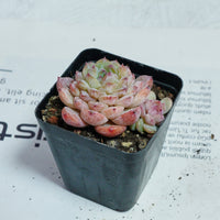 2.5'' Echeveria Apparition, Rare Live Succulent Plants