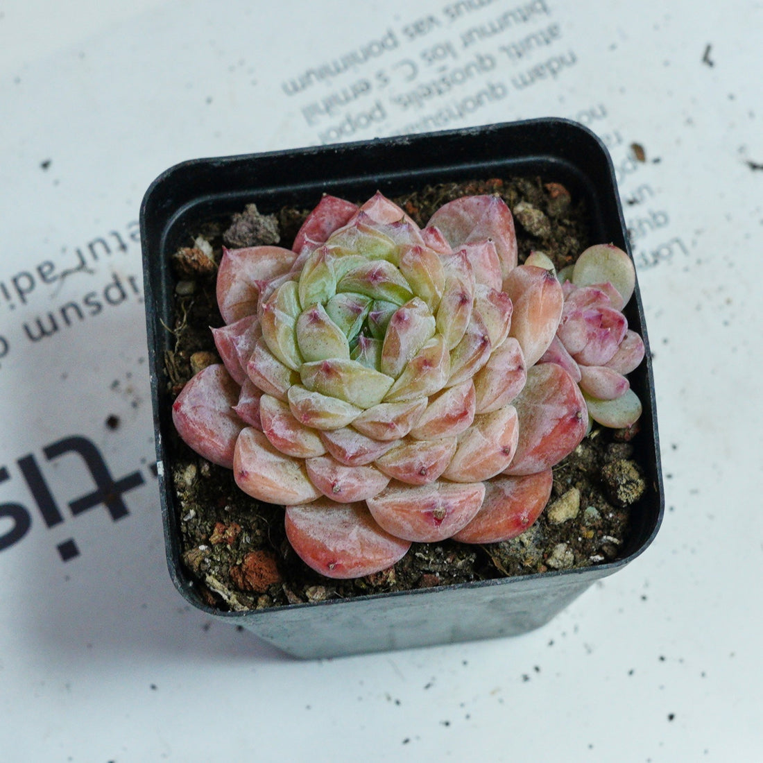 2.5'' Echeveria Apparition, Rare Live Succulent Plants