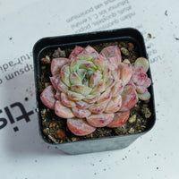 2.5'' Echeveria Apparition, Rare Live Succulent Plants