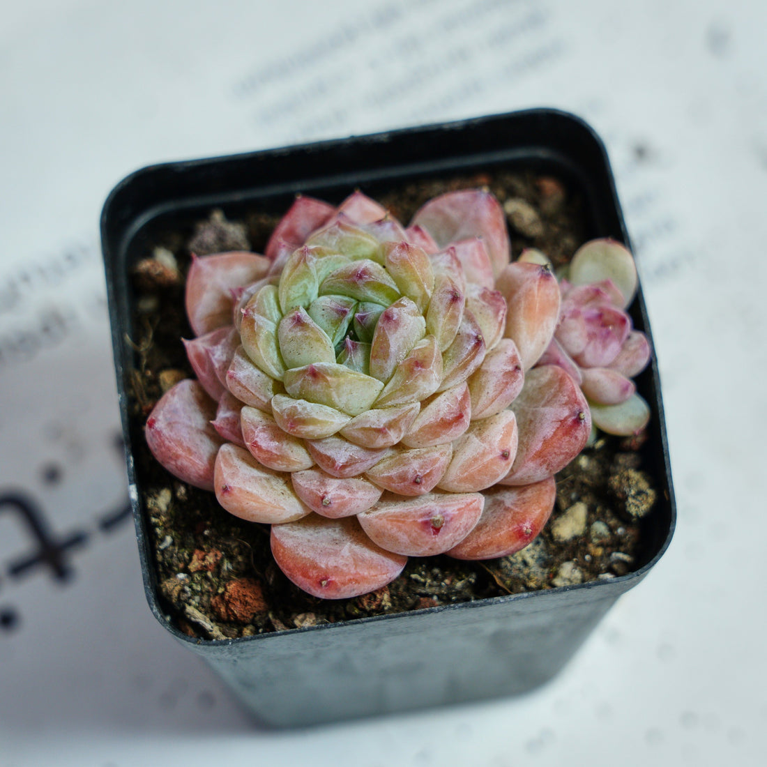 2.5'' Echeveria Apparition, Rare Live Succulent Plants