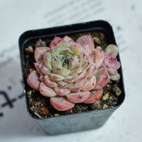 2.5'' Echeveria Apparition, Rare Live Succulent Plants