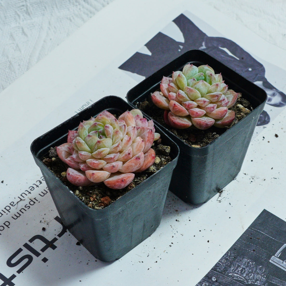 2.5'' Echeveria Apparition, Rare Live Succulent Plants