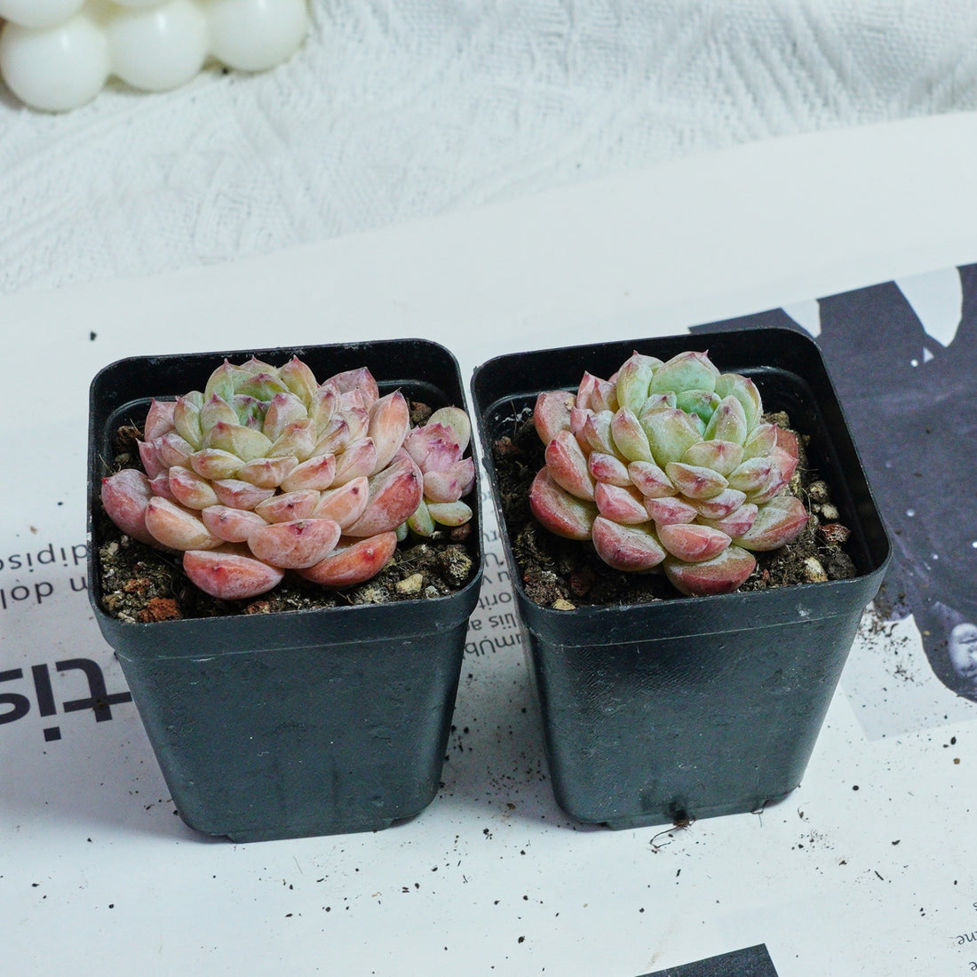 2.5'' Echeveria Apparition, Rare Live Succulent Plants