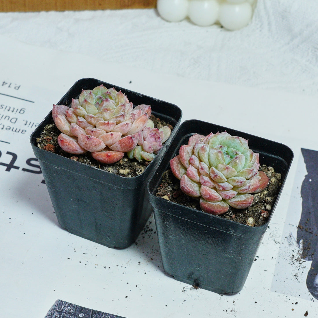 2.5'' Echeveria Apparition, Rare Live Succulent Plants