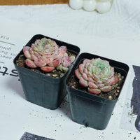 2.5'' Echeveria Apparition, Rare Live Succulent Plants
