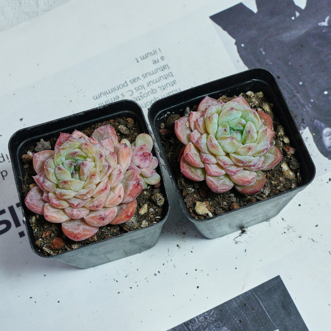 2.5'' Echeveria Apparition, Rare Live Succulent Plants