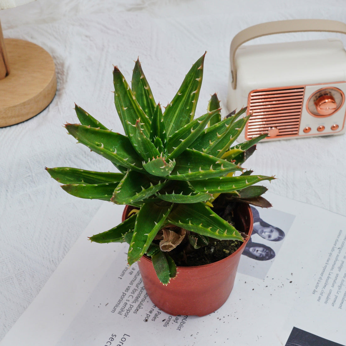 4'' Aloe Mitriformis Variegated, Rare Live Succulent Plants
