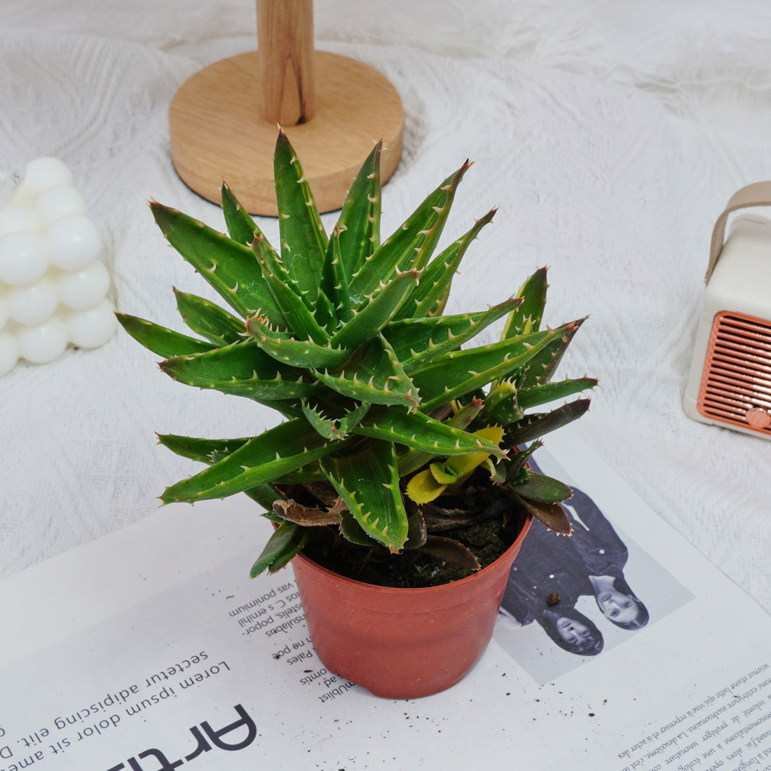 4'' Aloe Mitriformis Variegated, Rare Live Succulent Plants