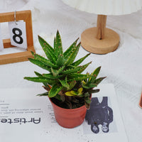 4'' Aloe Mitriformis Variegated, Rare Live Succulent Plants