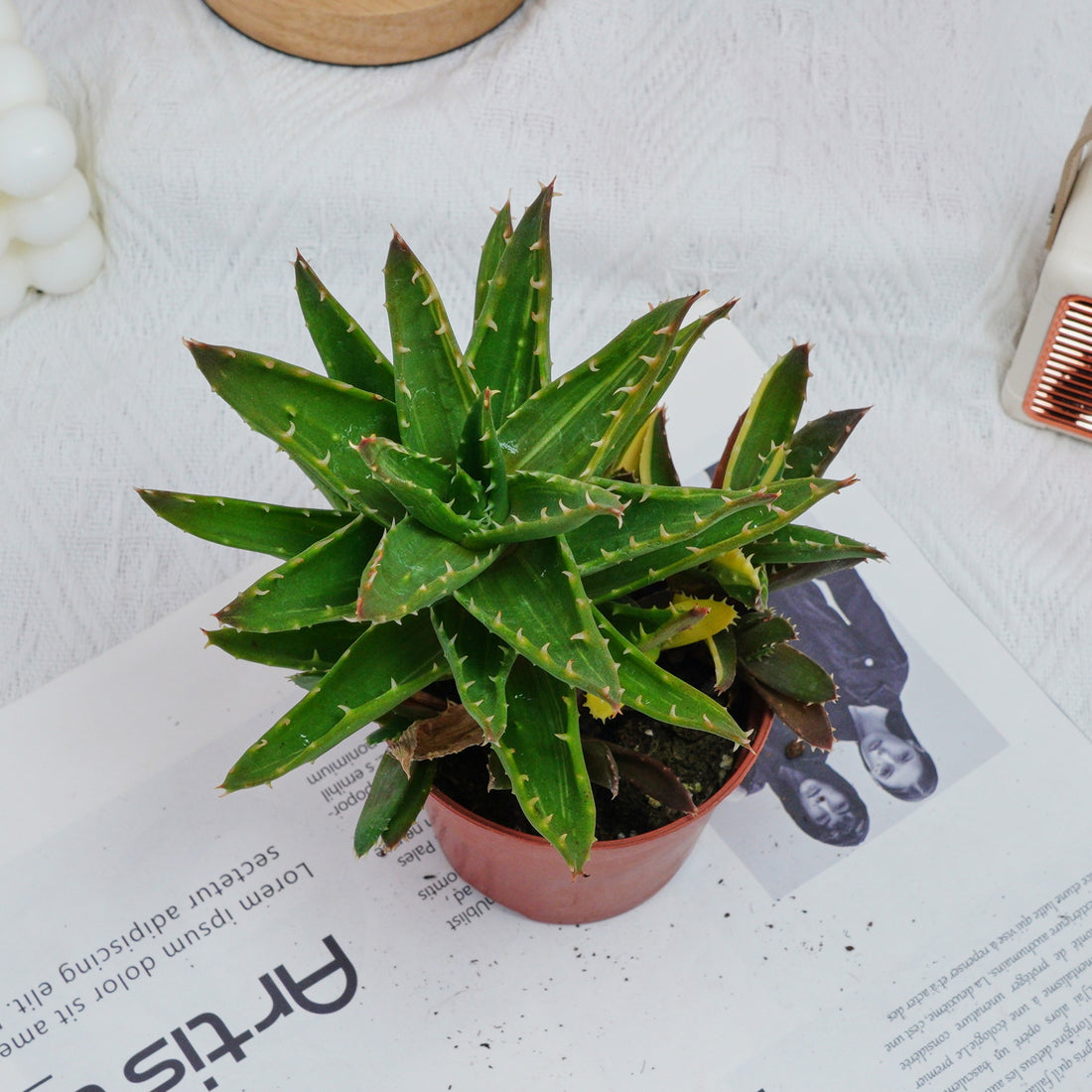 4'' Aloe Mitriformis Variegated, Rare Live Succulent Plants