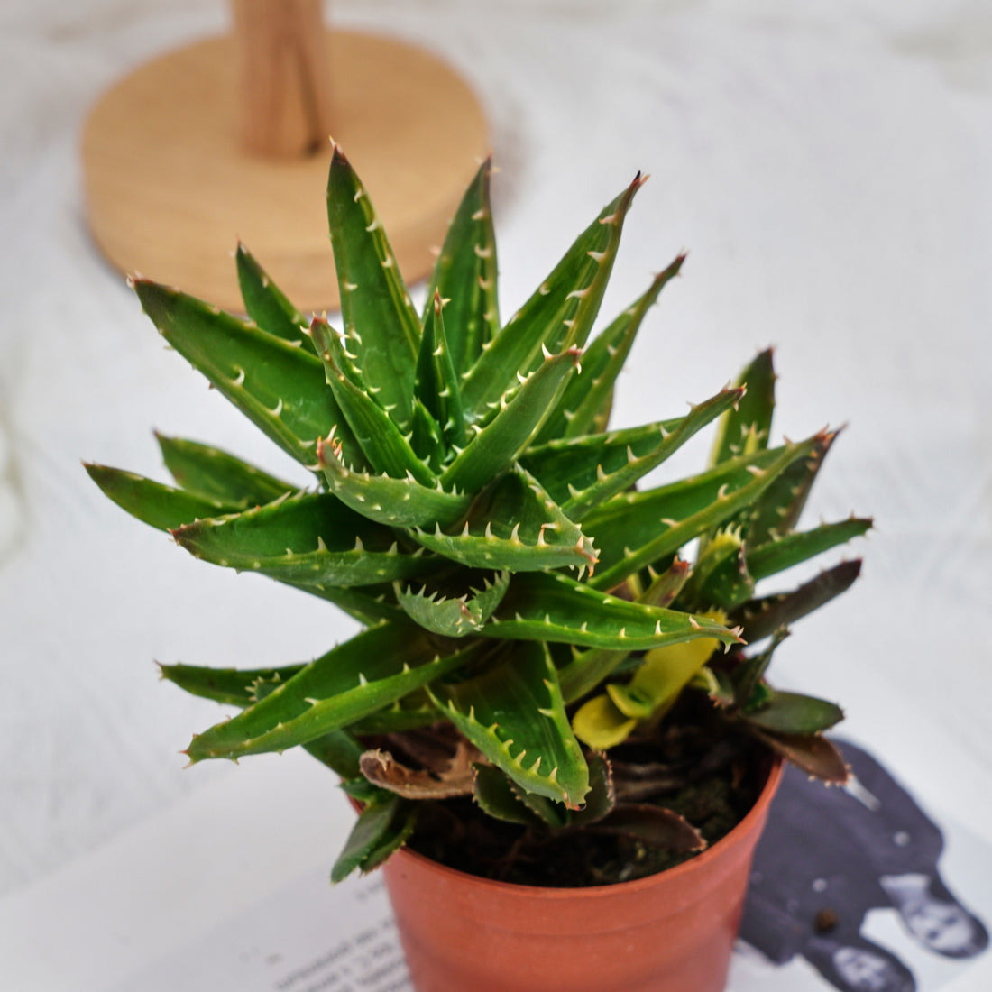 4'' Aloe Mitriformis Variegated, Rare Live Succulent Plants