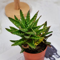 4'' Aloe Mitriformis Variegated, Rare Live Succulent Plants