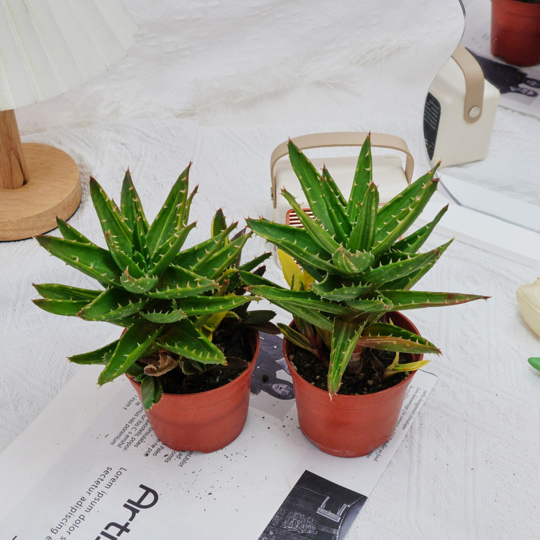 4'' Aloe Mitriformis Variegated, Rare Live Succulent Plants