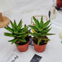 4'' Aloe Mitriformis Variegated, Rare Live Succulent Plants