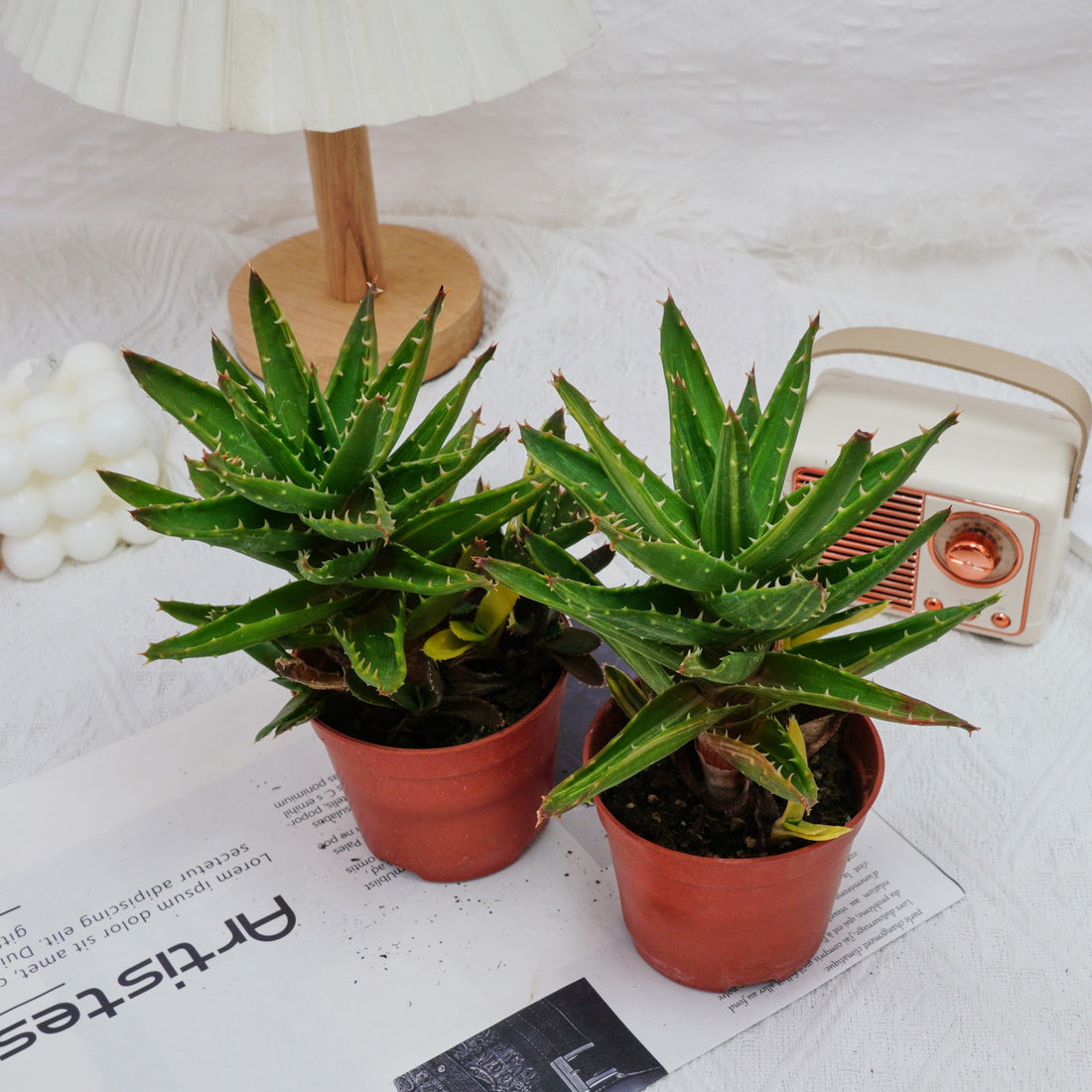 4'' Aloe Mitriformis Variegated, Rare Live Succulent Plants