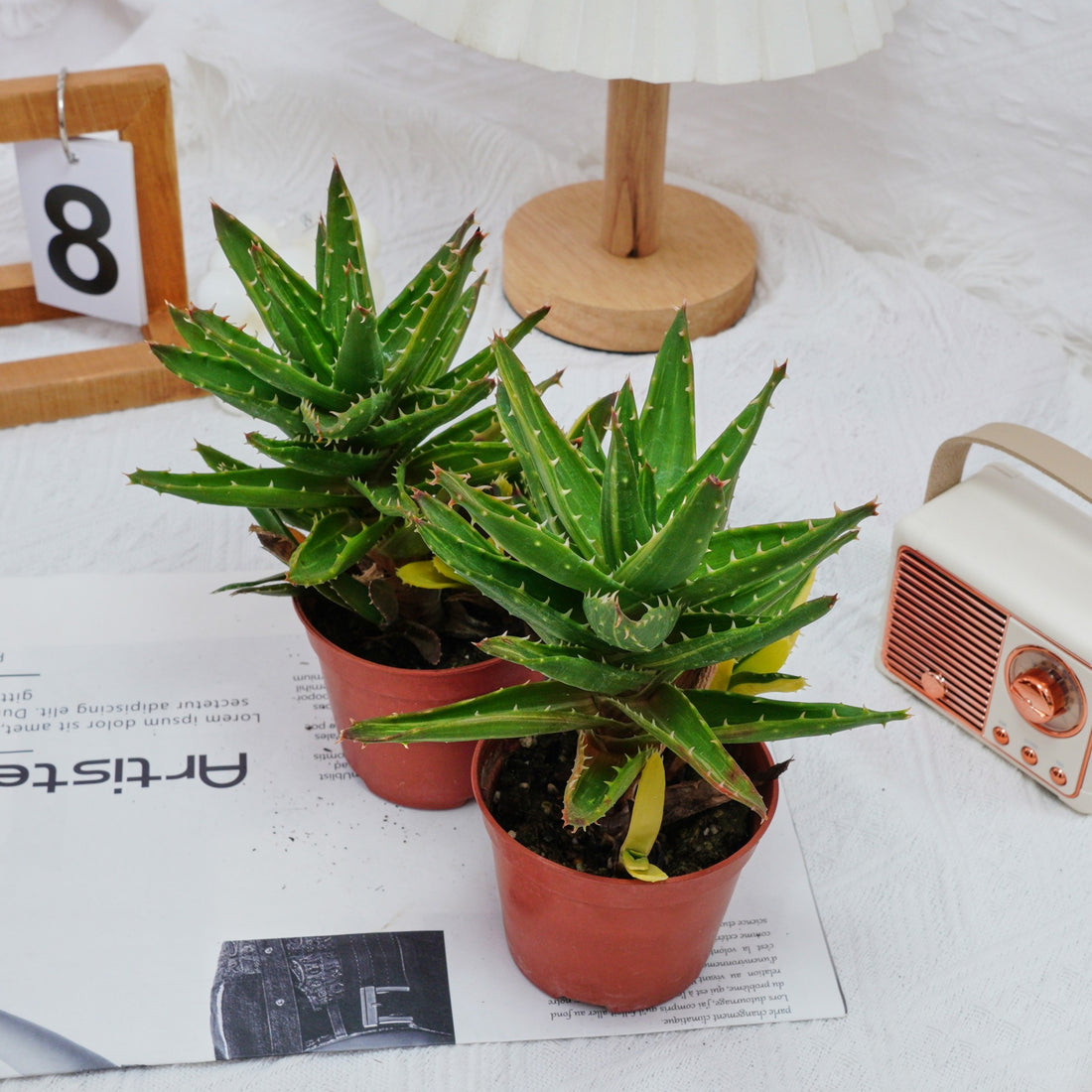 4'' Aloe Mitriformis Variegated, Rare Live Succulent Plants