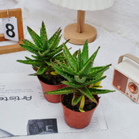 4'' Aloe Mitriformis Variegated, Rare Live Succulent Plants