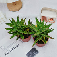 4'' Aloe Mitriformis Variegated, Rare Live Succulent Plants